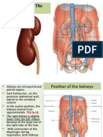 01-Anatomy of Kidney