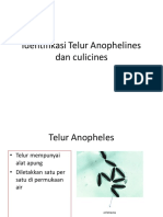 Identifikasi Telur Anophelines Dan Culicines