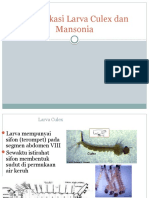 Identifikasi Larva Culex Dan Mansonia