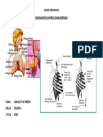 Tugas Sistem Pernapasan