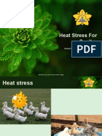 Heat Stress For Poultry