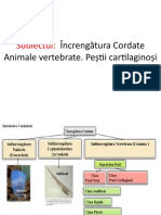 Incregatura Cordata Clasa Pestii Cartilaginosi