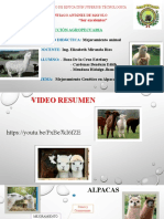 Mejoramiento Genetico en Alpacas Exposicionnnn