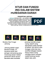 Struktur Dan Fungsi Jantung Dalam Sistem Peredaran Darah