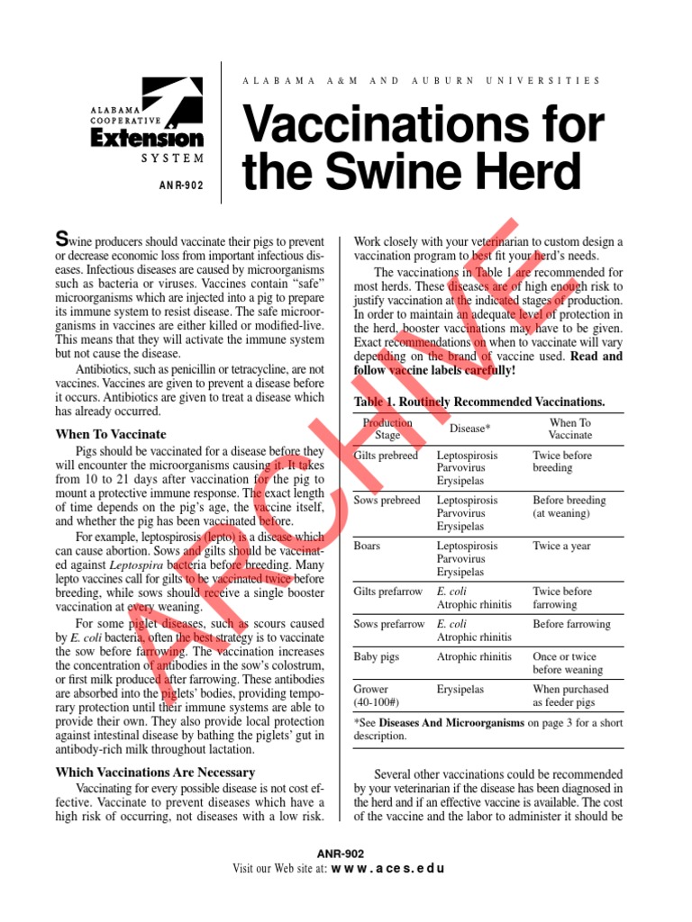 Pig Vaccination Guidelines and Schedule | PDF | Vaccines | Domestic Pig