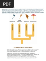 Classificação Dos Fungos