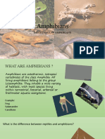 Importance of Amphibians