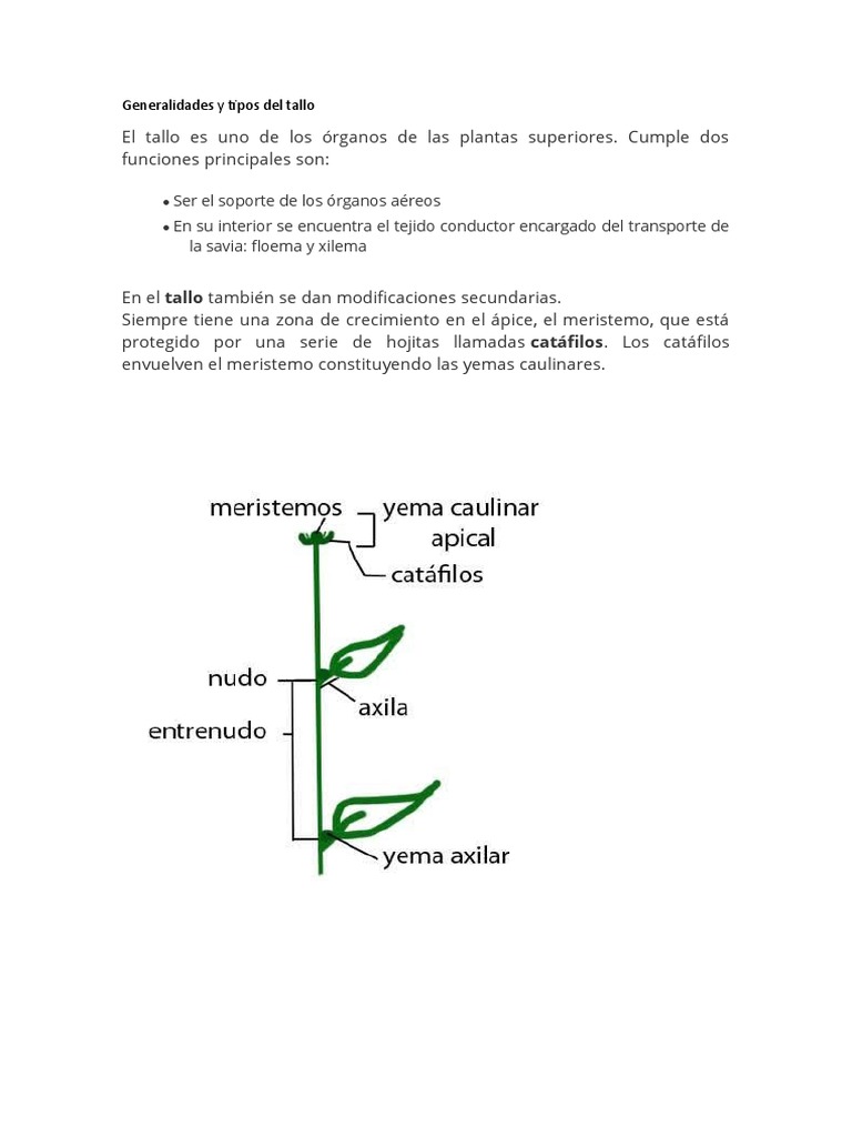 Tipos y funciones del tallo en plantas | PDF | Tallo de la planta ...