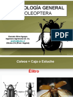 Orden Coleoptera