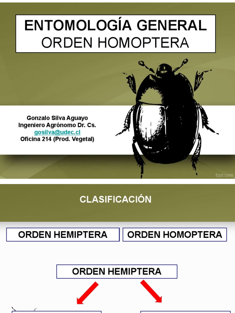 Clasificación del Orden Homoptera | PDF | Insectos y humanos | Hexapoda