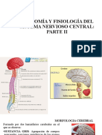Anatomía y Fisiología Del Sistema Nervioso