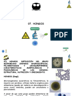 Hongos: Características y clasificación