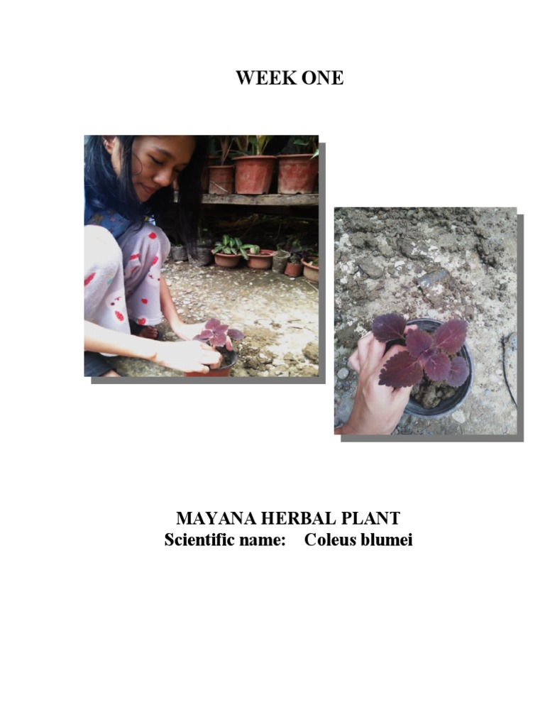 Week One Mayana Herbal Plant Scientific Name Coleus Blumei PDF
