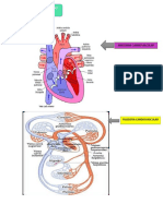 Grafico Anatomia y Filosofia Cardiovascular