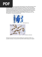 Download deuteromycetes by satriarahmadika SN54677845 doc pdf