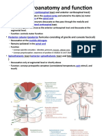 Basic Neuroanatomy and Function: Tract and Anterior Corticospinal Tract)