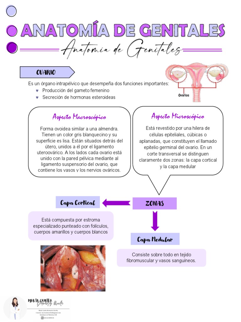 anatom-a-de-los-genitales-femeninos-pdf-vagina-ovario