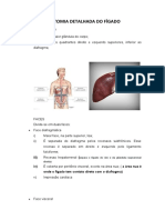 Anatomia Detalhada Do Fígado