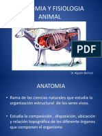 Anatomia Animal