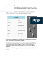 Saccharomyces cerevisiae: Importancia industrial y científica de esta levadura