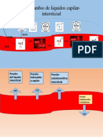 Intercambio de Liquidos Capilar-Intersticial