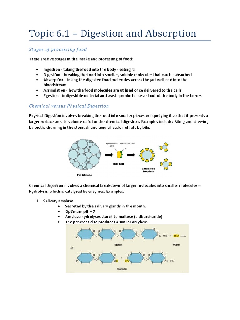 topic-6-1-digestion-and-absorption-stages-of-processing-food-pdf