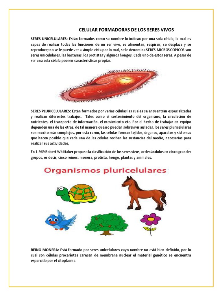 Clasificación de Seres Vivos: Unicelulares y Pluricelulares | PDF | Las  bacterias | Organismos