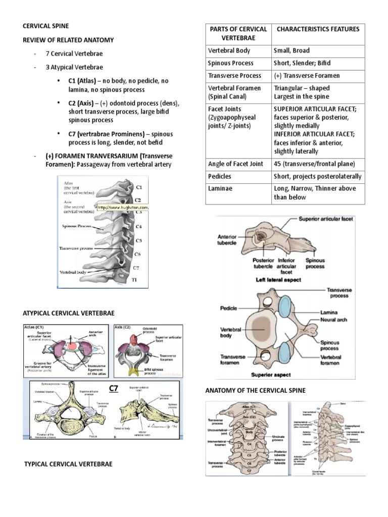 Cervical Spine Anatomy and Pain Insights | PDF | Vertebra | Spinal Cord