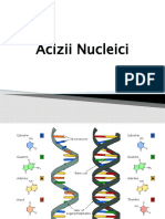documente.net_acizii-nucleici-5688daae1968f