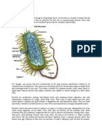 Bacteria Cell Structure 300