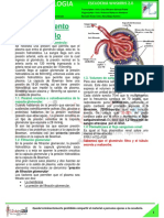 02-F-04-07-Funcionamiento Del Glomerulo