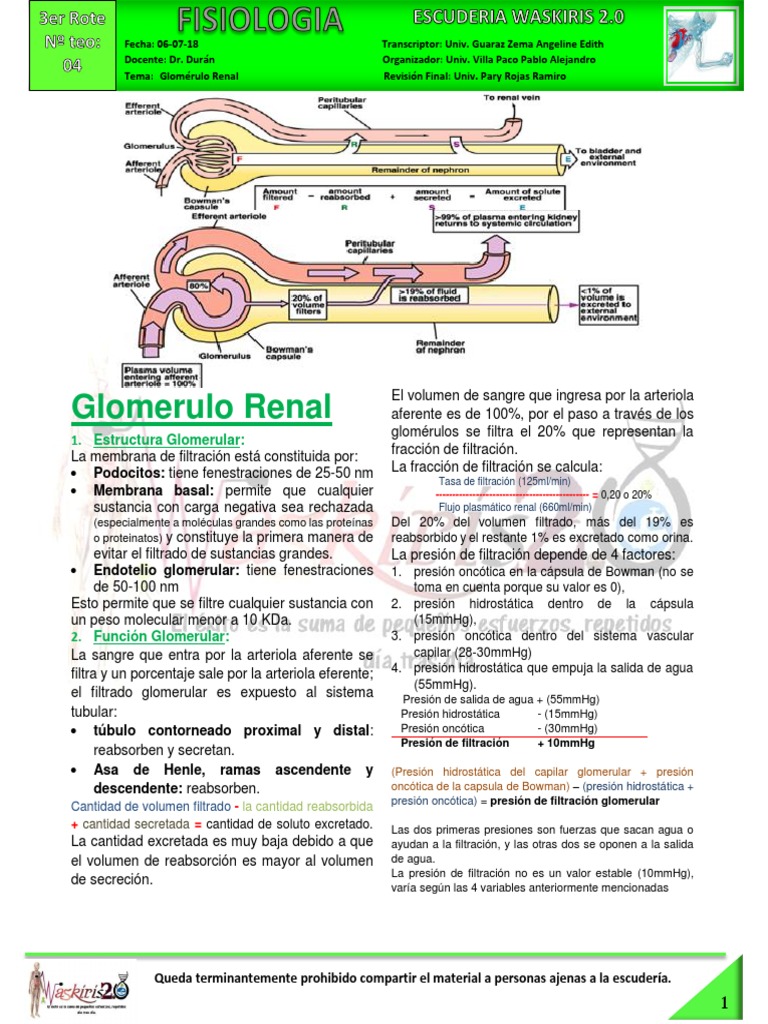 04-F-06-07-Glomerulo Renal | PDF | Riñón | Fisiología
