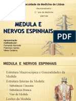 medula-e-nervos-espinhais-1200348419142408-4[1]