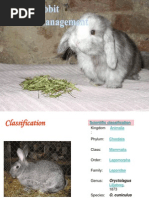 Download 1  Rabbit care  management by sarang SN5472005 doc pdf