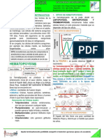 32 F 20 06 Hematopoyesis y Globulos Rojos