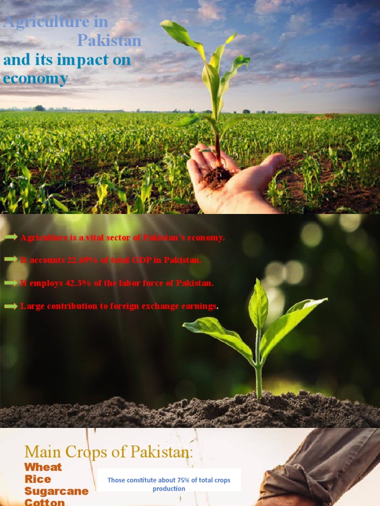 And Its Impact On Economy: Agriculture in Pakistan | PDF | Social Science