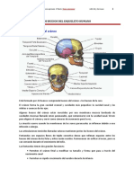 Descripción huesos esqueleto humano