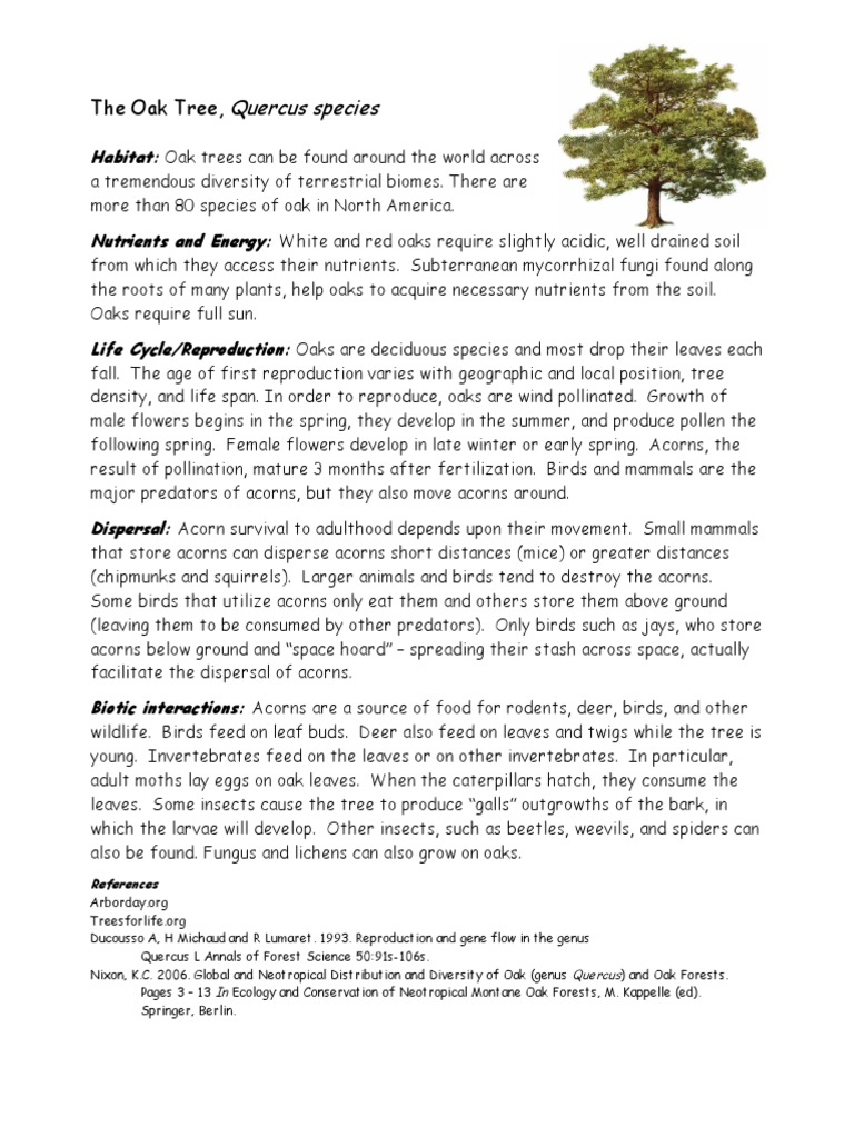 Oak Tree Productivity A Deep Dive Into The Facts - rcs84el