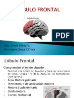 LÓBULO FRONTAL Y SINDROMES