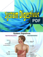 GIT - Kuslestari - Histologi Sistem Digestivus1