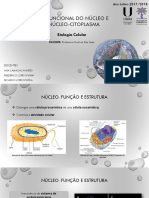Nucleo celular: estrutura e função