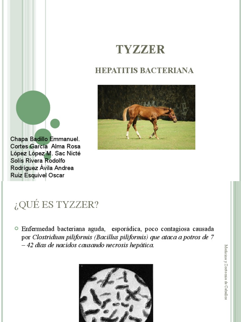 TYZZER | PDF | Hepatitis | Diarrea