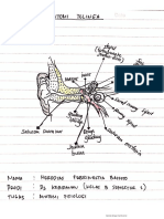 anatomi telinga dan mata