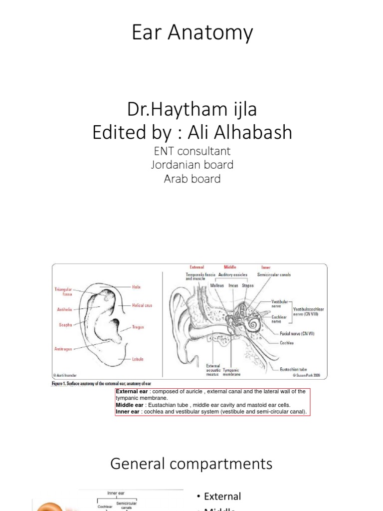 Comprehensive Ear Anatomy and Disorders | PDF | Ear | Clinical Medicine