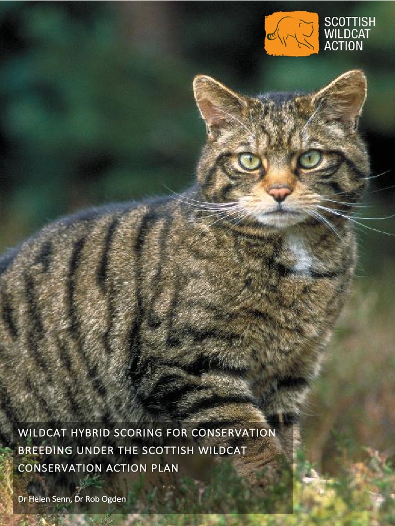 a1636094-wildcat-hybrid-scoring-for-conservation-breeding-under-the