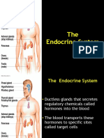 Endocrine System