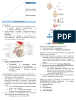 Histologia - S Reprodutor Masculino