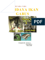 Budidaya Ikan Gabus 1