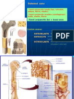 Proiect Sistemul Osos Taatarenco Ana