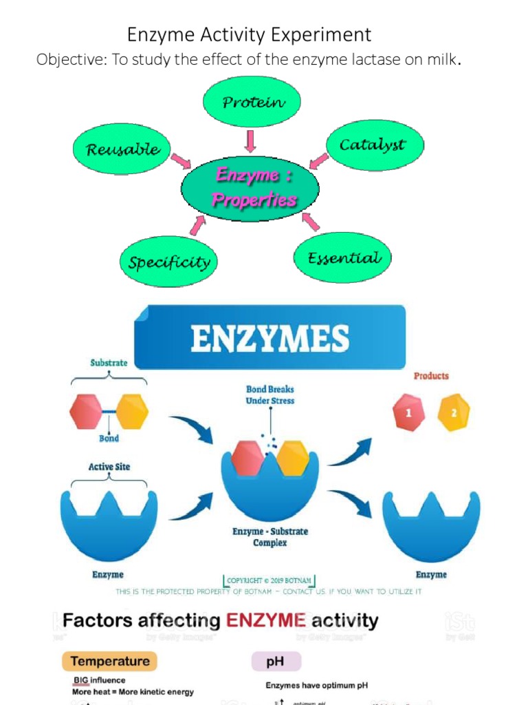 Enzyme Activity Experiment . Objective To Study The Effect of The